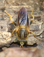 Teuchocnemis lituratus