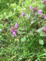 Lamium purpureum