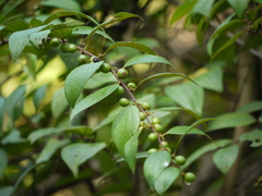 Ziziphus oenopolia