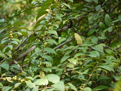 Ziziphus oenopolia