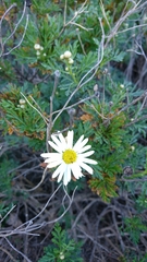 Argyranthemum