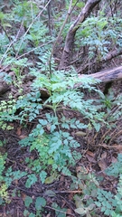 Pimpinella junoniae