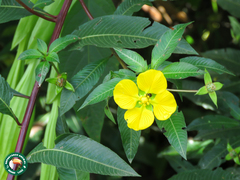 Ludwigia elegans