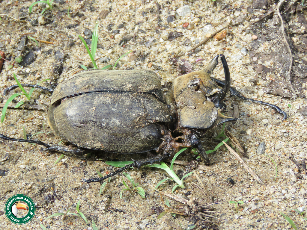 Megasoma typhon