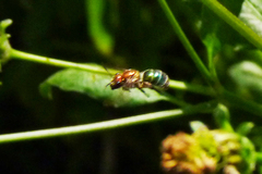 Augochloropsis tupacamaru