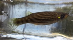 Fundulus lineolatus