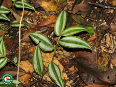 Tradescantia zebrina zebrina