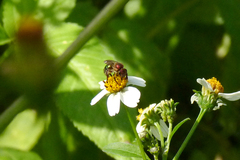 Augochloropsis tupacamaru