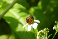 Augochloropsis tupacamaru