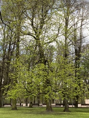 Aesculus hippocastanum