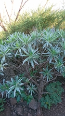 Echium acanthocarpum