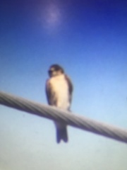 Stelgidopteryx serripennis ridgwayi