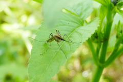 Aedes albifasciatus