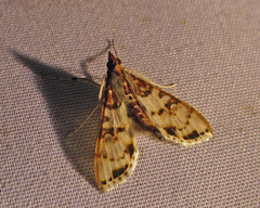 Azochis rufidiscalis