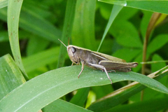 Amblytropidia australis