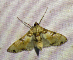 Azochis rufidiscalis