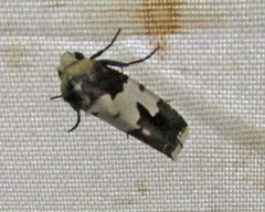 Bryolymnia marginata