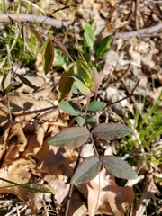 Lathyrus ochroleucus