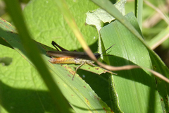 Amblytropidia australis