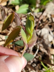 Lathyrus ochroleucus