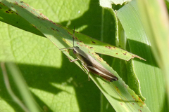 Amblytropidia australis