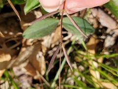 Lathyrus ochroleucus