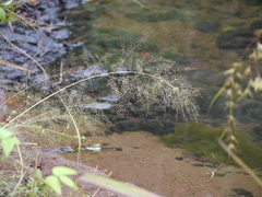 Eragrostis japonica