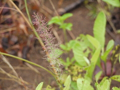 Eragrostis japonica