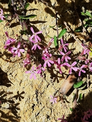 Saponaria ocymoides