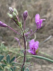 Cleome hirta