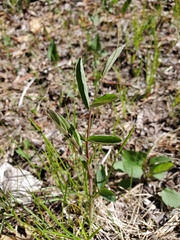 Lathyrus venosus