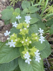 Clerodendrum canescens