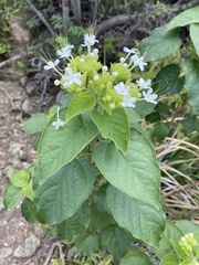 Clerodendrum canescens