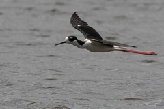 Himantopus mexicanus mexicanus