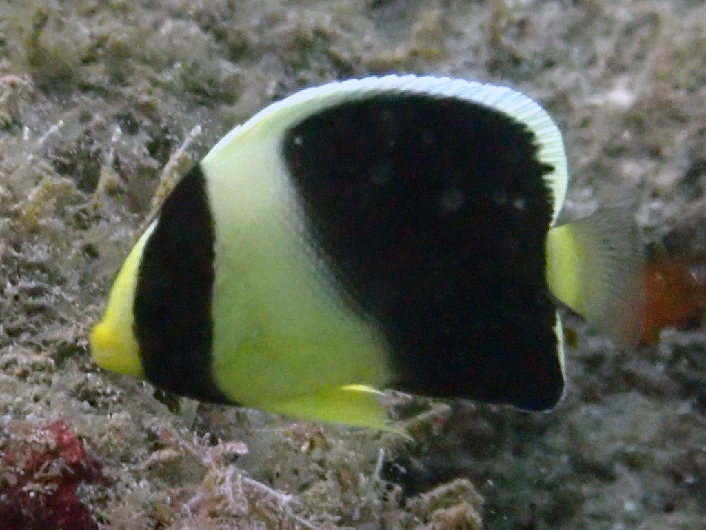 Red Sea Angelfish