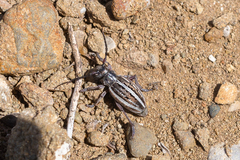 Dorcadion holosericeum