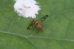 Bactrocera cucurbitae