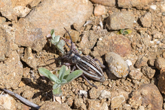 Dorcadion holosericeum