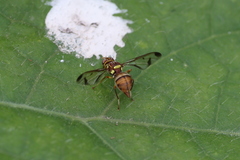 Bactrocera cucurbitae