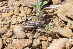 Dorcadion holosericeum