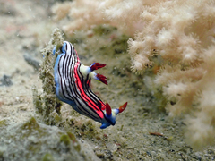 Nembrotha