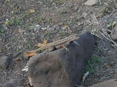 Microlophus barringtonensis