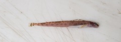 Leptoclinus maculatus