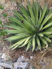 Agave filifera