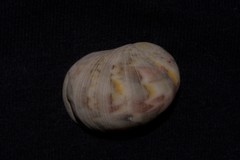 Nerita erythrostoma