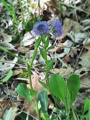 Globularia bisnagarica
