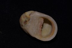 Nerita erythrostoma