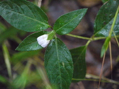 Cynarospermum asperrimum