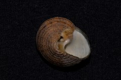 Lunella cinerea