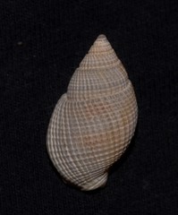 Nassarius crematus